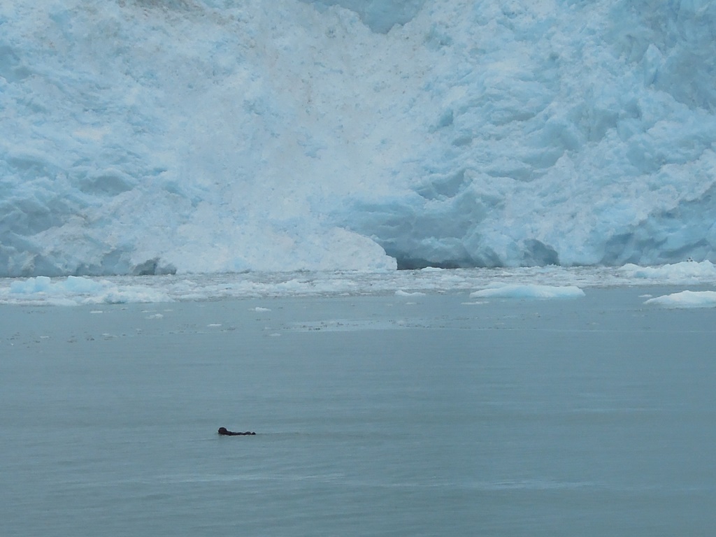 July 13, 2014 - Kenai Fjords 164.JPG