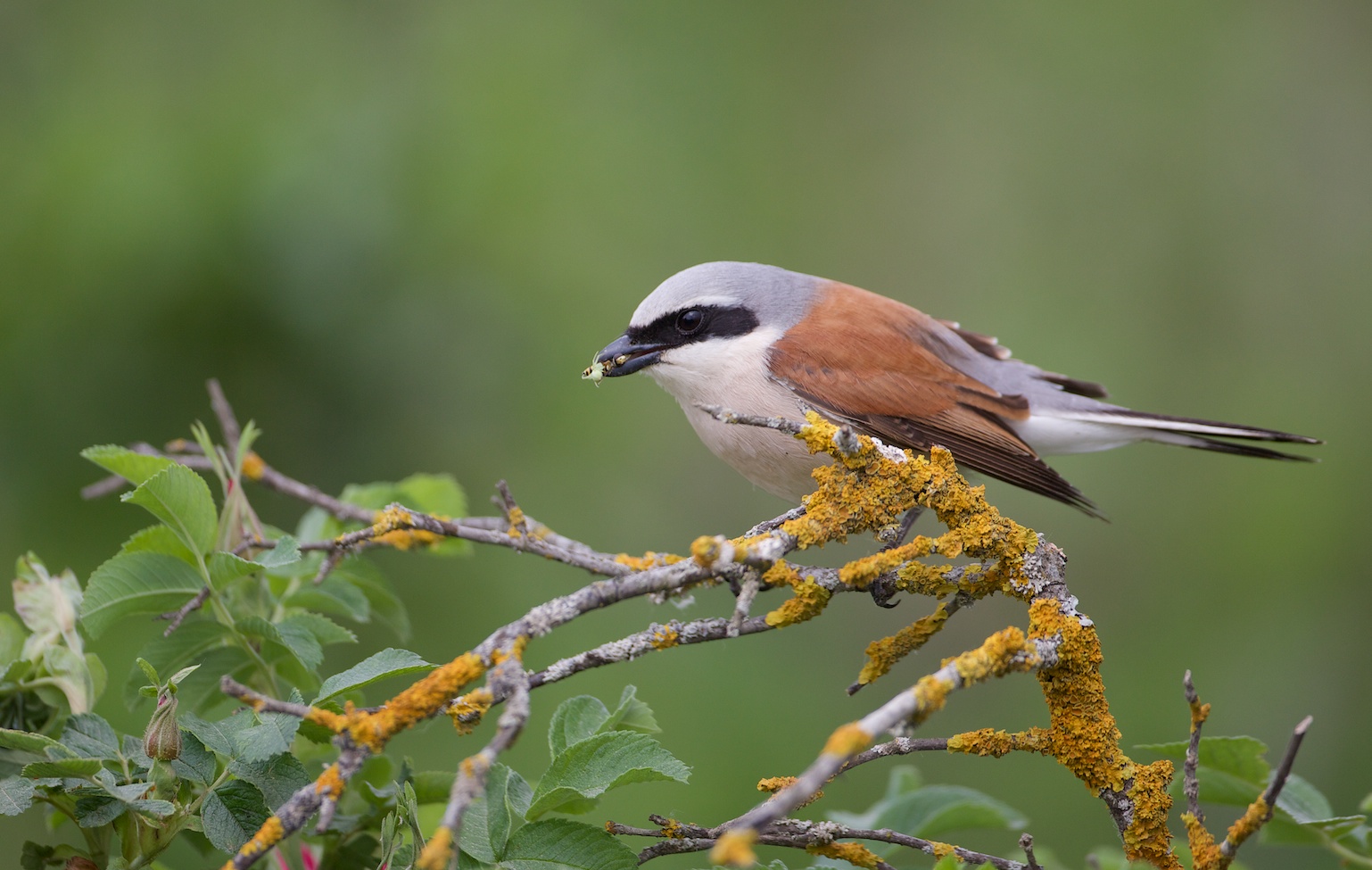 Grauwe Klauwier/Red-backed Shrike