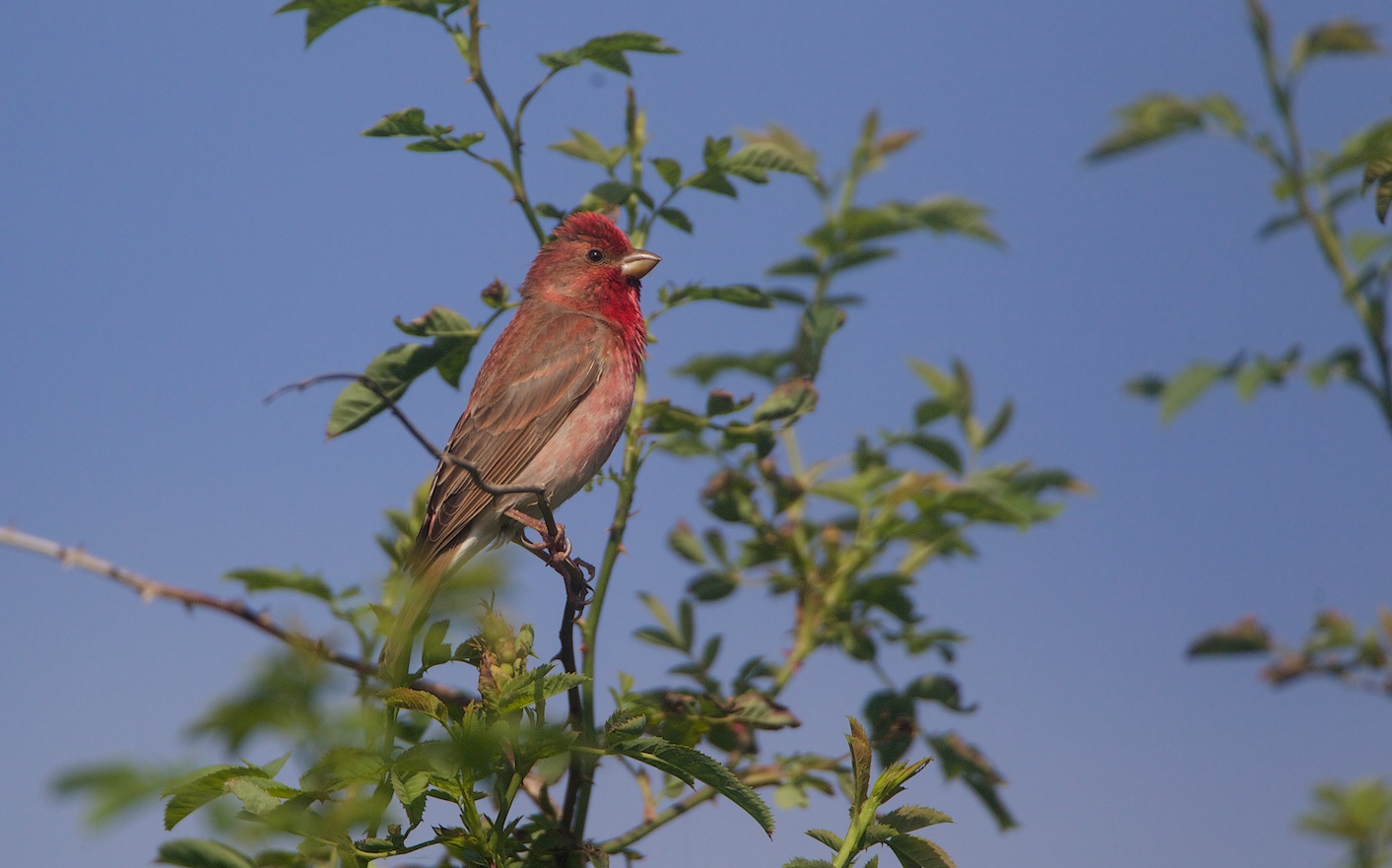 Roodmus/Common Rosefinch