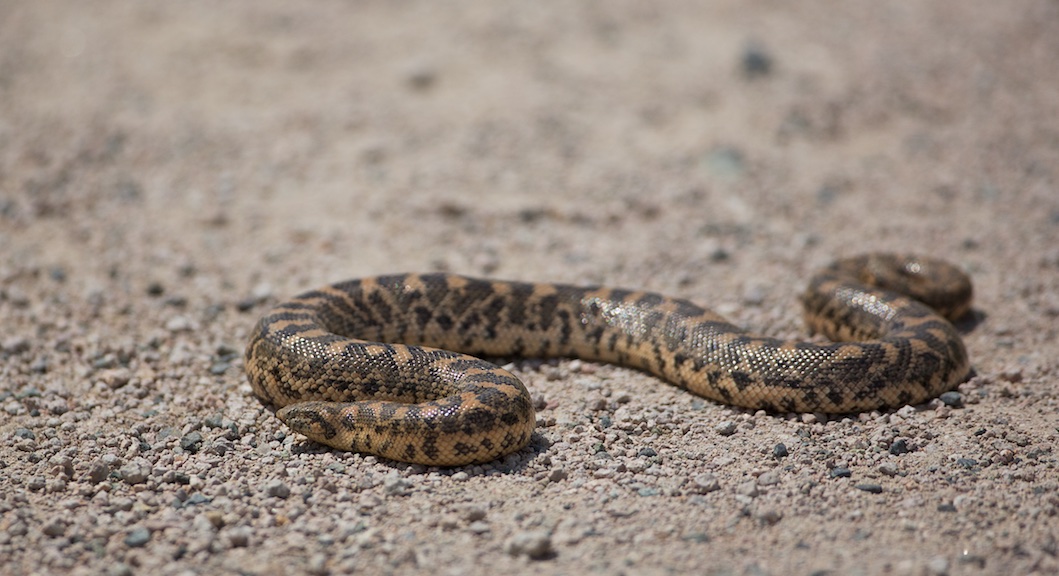 Kleine zandboa/Sand Boa