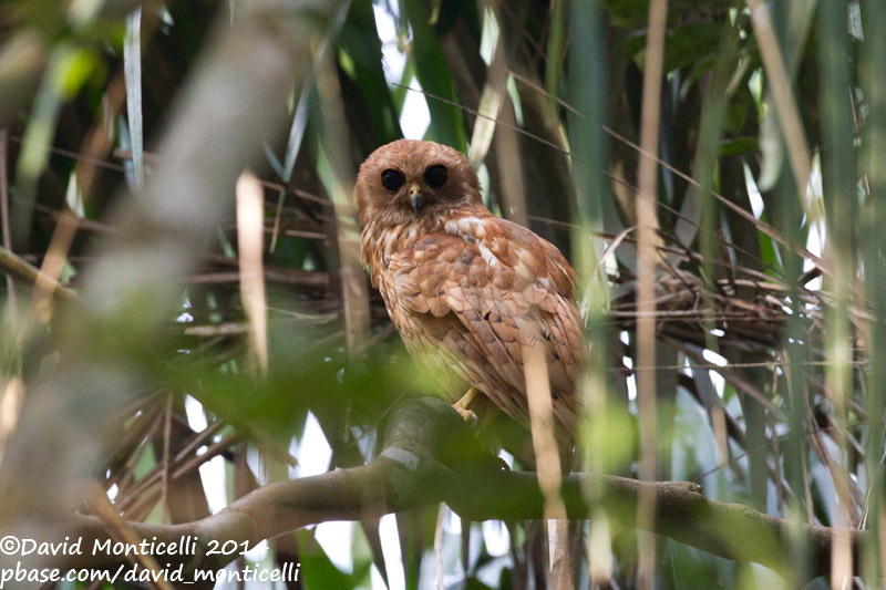 Rufous Fishing Owl (Scotopelia ussheri)_V1F9548.jpg