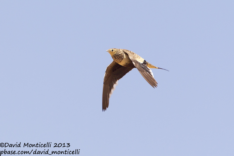 Chestnut-bellied Sandgrouse (Pterocles exustus)(female)_Sandafa