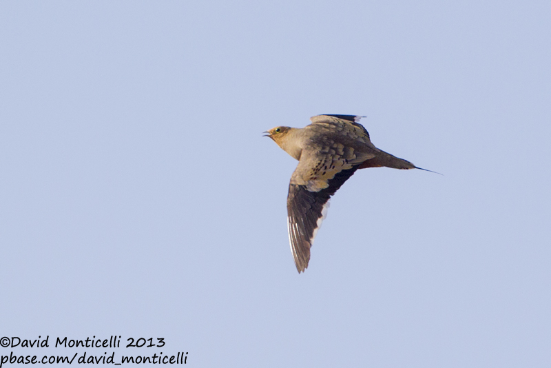 Chestnut-bellied Sandgrouse (Pterocles exustus)(male)_Sandafa