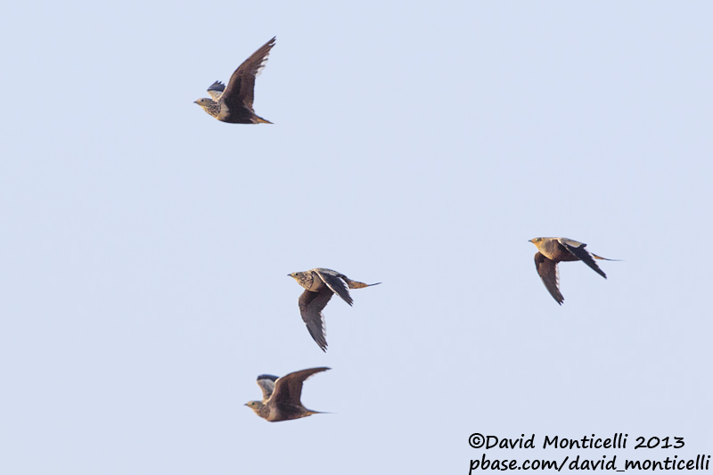 Chestnut-bellied Sandgrouses (Pterocles exustus)(3 females, 1 male)_Sandafa