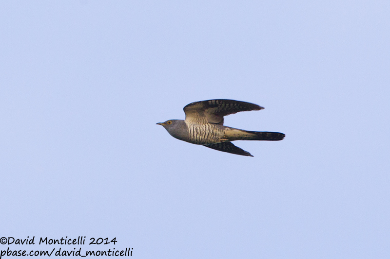 Oriental Cuckoo (Cuculus optatus)_Monetnyy (Yekaterinburg)