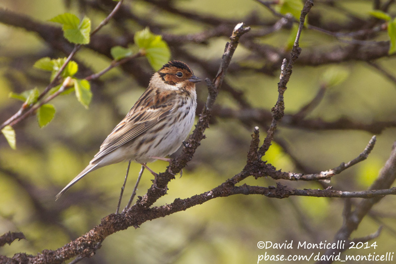 Little Bunting (Emberiza pusilla)_west of Severouralsk (Ural Mountains)