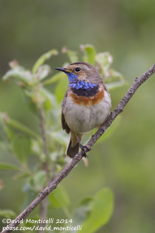 Bluethroat (Luscinia svecica)(ssp. svecica)_Bolshoy Istok (Yekaterinburg)