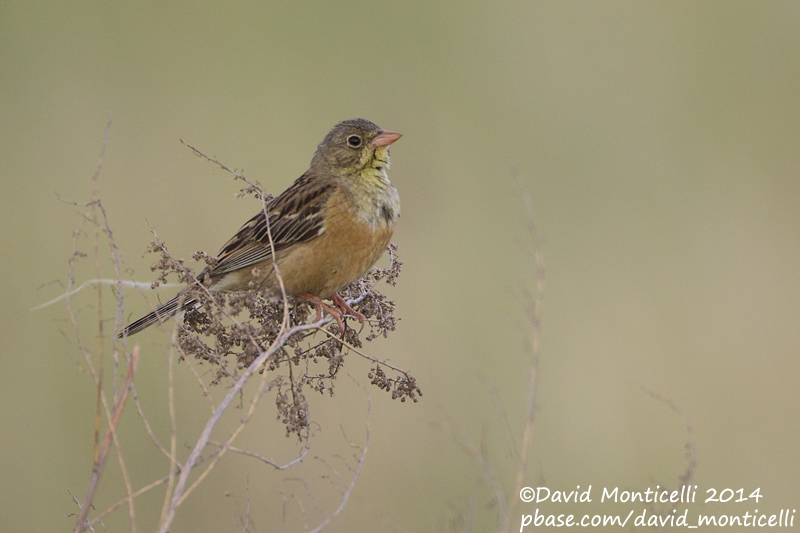 Ortolan Bunting (Emberiza hortulana)_west of Orsk (Orenburg Oblast)