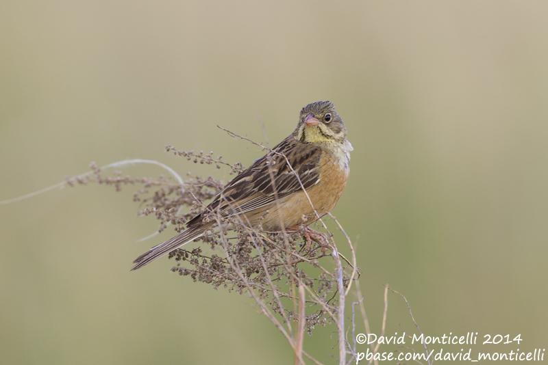 Ortolan Bunting (Emberiza hortulana)_west of Orsk (Orenburg Oblast)
