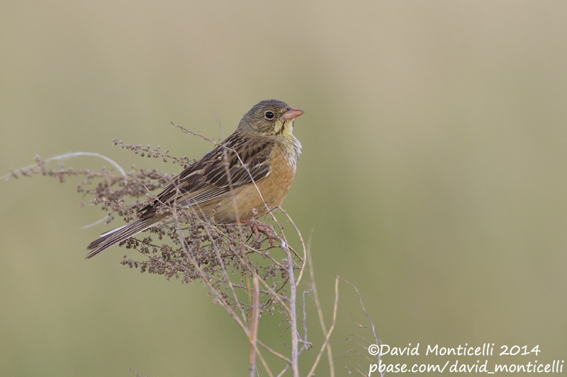 Ortolan Bunting (Emberiza hortulana)_west of Orsk (Orenburg Oblast)