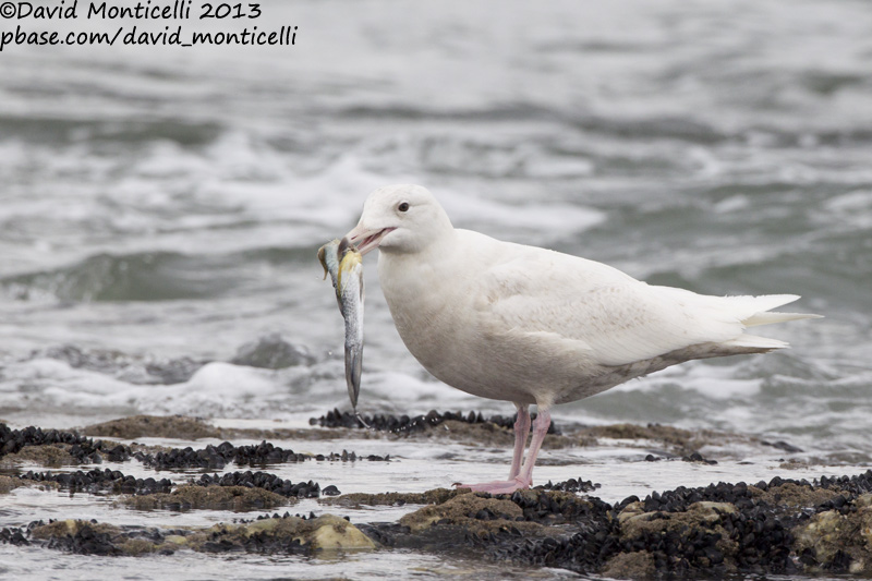 Glaucous Gull (Larus hyperboreus)_Angeiras (Portugal)