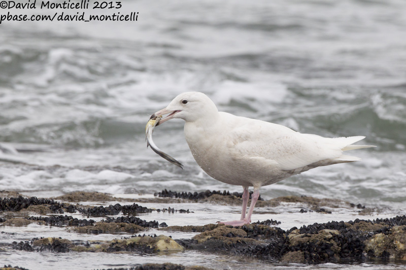 Glaucous Gull (Larus hyperboreus)_Angeiras (Portugal)