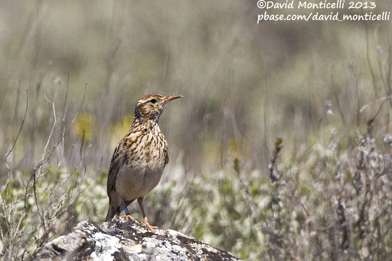 Duponts Lark (Chersophilus duponti)_Camino de San Frutos, Villaseca (Spain)