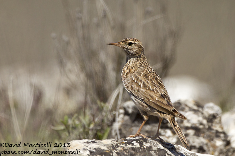 Duponts Lark (Chersophilus duponti)_Camino de San Frutos, Villaseca (Spain)