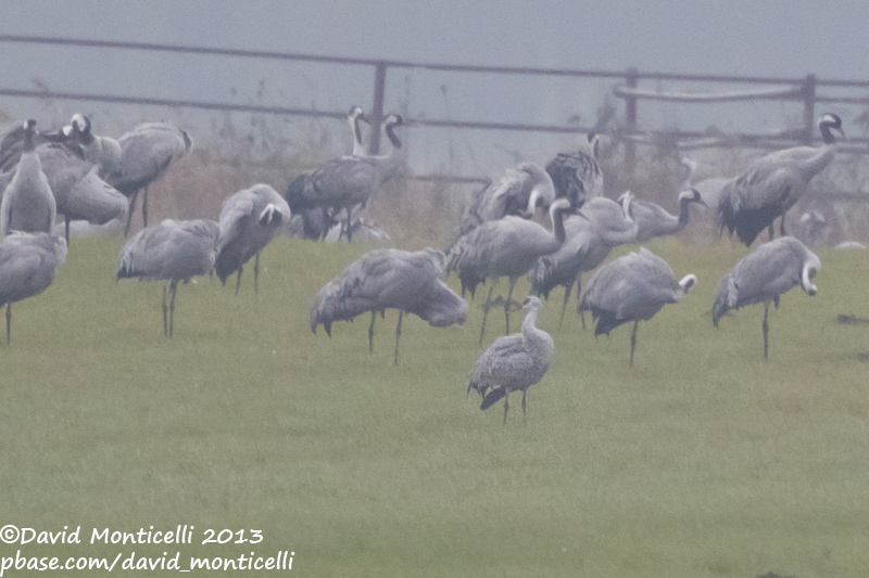 Sandhill Crane (Grus canadensis)_Wust Eldena (Germany)