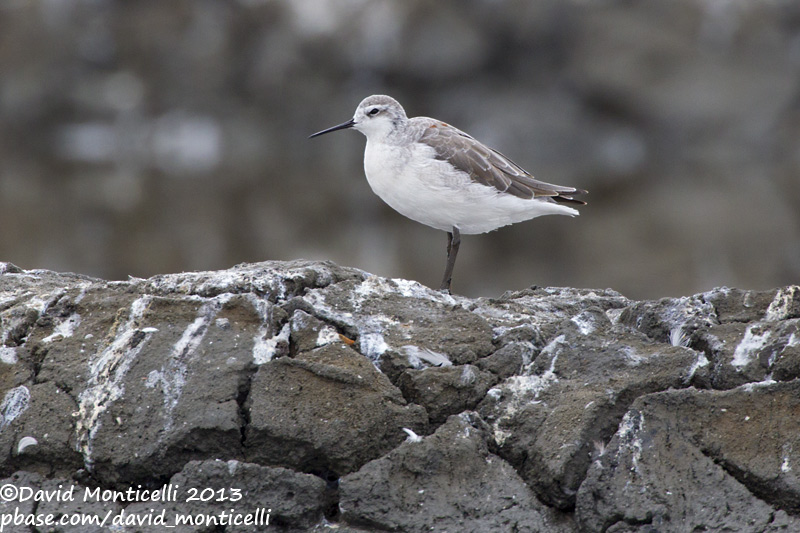 Wilsons Phalarope (Phalaropus tricolor)_Aveiro (Portugal)
