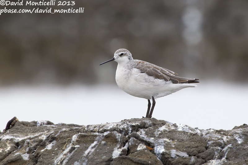 Wilsons Phalarope (Phalaropus tricolor)_Aveiro (Portugal)