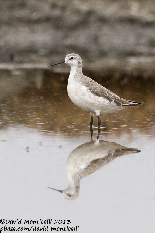 Wilsons Phalarope (Phalaropus tricolor)_Aveiro (Portugal)
