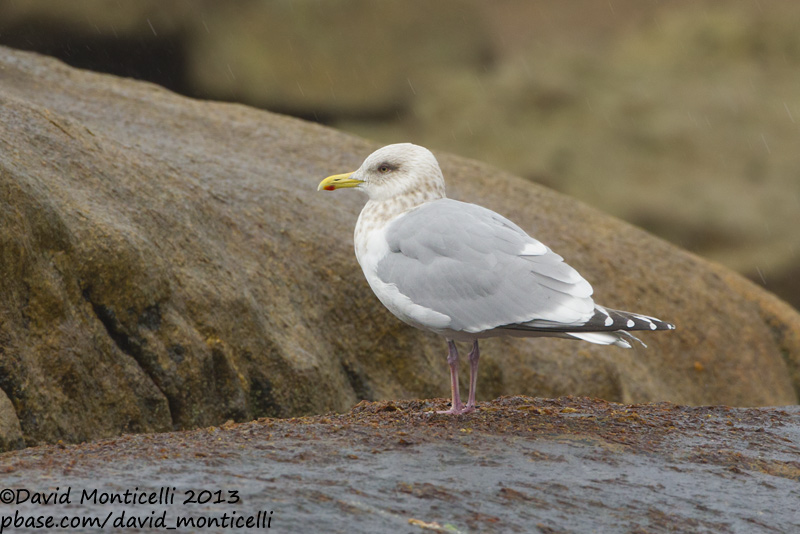 Thayers Gull (Larus thayeri)(adult)_San Cibrao, Galicia (Spain)