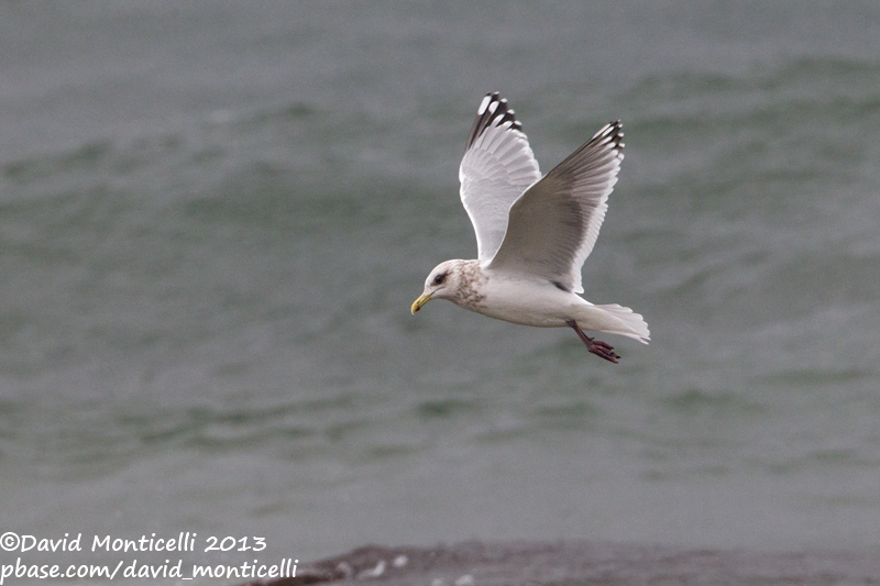 Thayers Gull (Larus thayeri)(adult)_San Cibrao, Galicia (Spain)