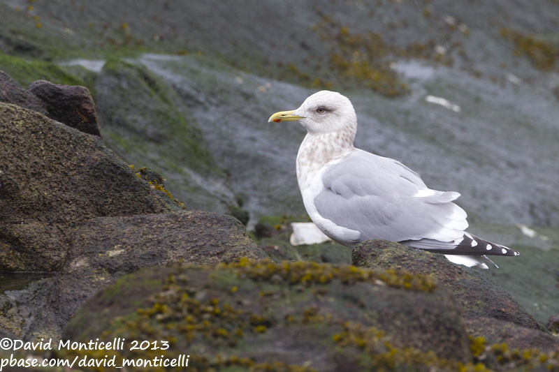 Thayers Gull (Larus thayeri)(adult)_San Cibrao, Galicia (Spain)