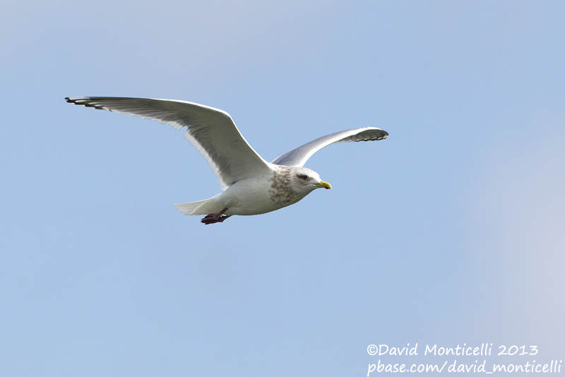 Thayers Gull (Larus thayeri)(adult)_San Cibrao, Galicia (Spain)