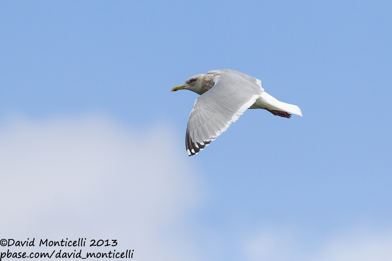 Thayers Gull (Larus thayeri)(adult)_San Cibrao, Galicia (Spain)