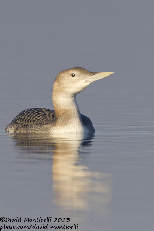 White-billed Diver (Gavia adamsii)_Lac du Der (France)
