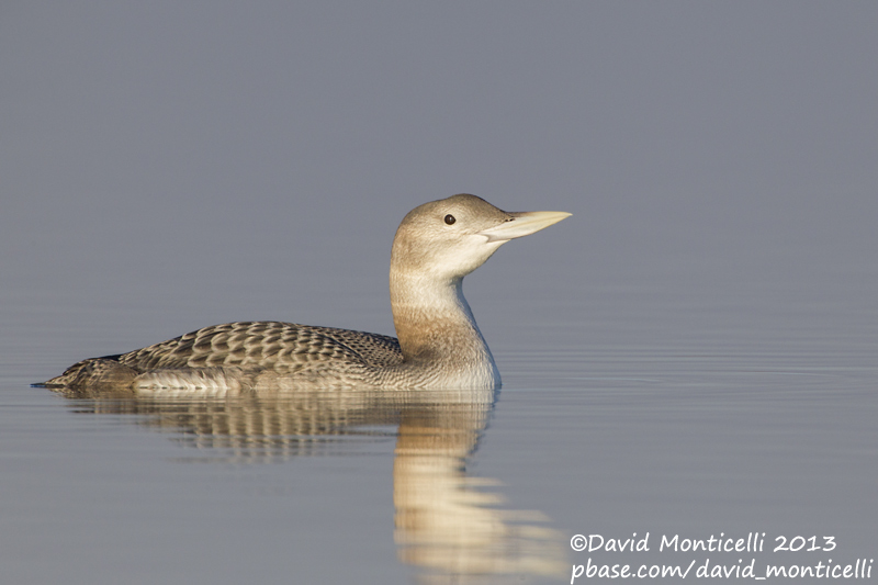 White-billed Diver (Gavia adamsii)_Lac du Der (France)