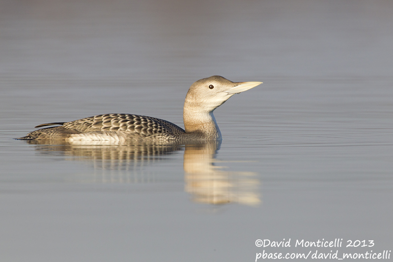 White-billed Diver (Gavia adamsii)_Lac du Der (France)