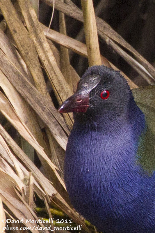 Allens Gallinule (Porphyrula alleni)(adult)_Rosa de Catalina Garcia, Fuerteventura (Canary Is.)