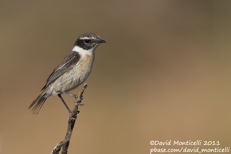 Fuerteventura Stonechat (Saxicola dacotiae)_Rosa de Catalina Garcia, Fuerteventura (Canary Is.)