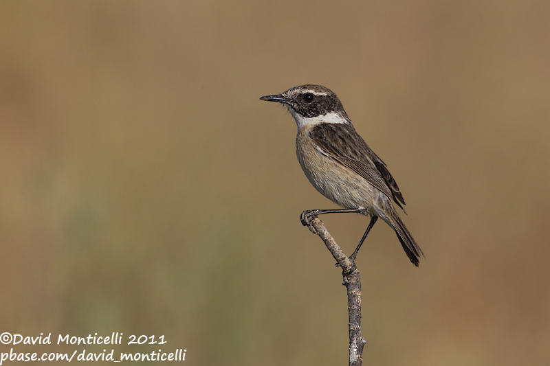 Fuerteventura Stonechat (Saxicola dacotiae)_Rosa de Catalina Garcia, Fuerteventura (Canary Is.)