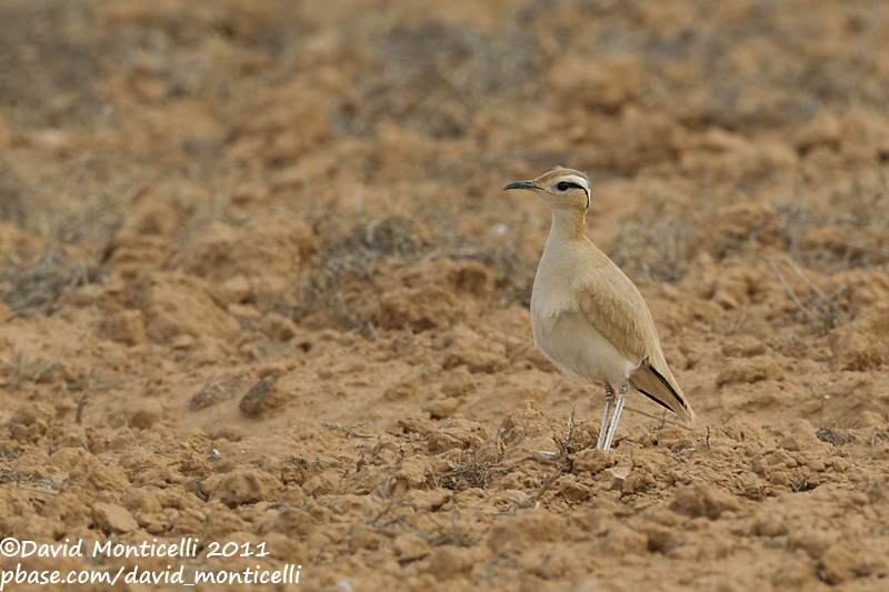 Cream-coloured Courser (Cursiorus cursior)_El Cotillo, Fuerteventura (Canary Is.)