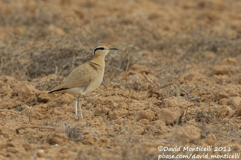 Cream-coloured Courser (Cursiorus cursior)_El Cotillo, Fuerteventura (Canary Is.)