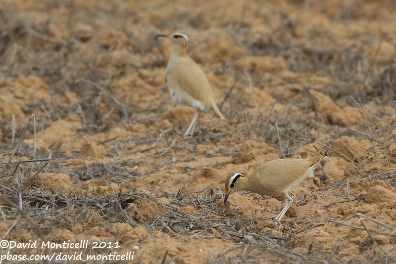 Cream-coloured Courser (Cursiorus cursior)_El Cotillo, Fuerteventura (Canary Is.)