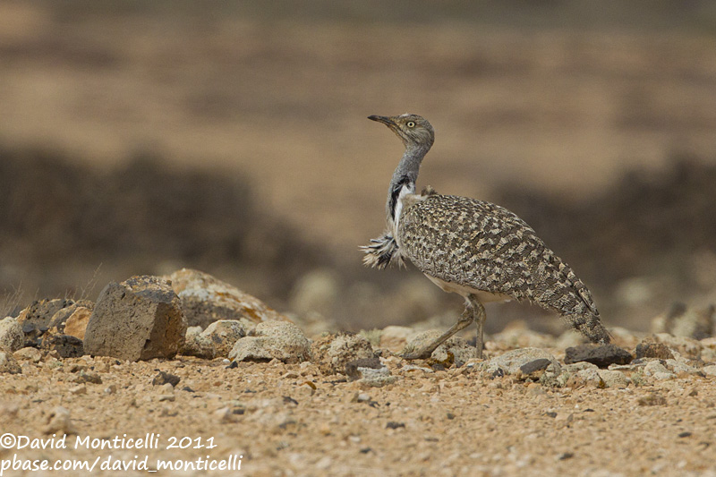 Houbara Bustard (Chlamydotis undulata)(ssp. fuertaventurae)_El Cotillo, Fuerteventura (Canary Is.)