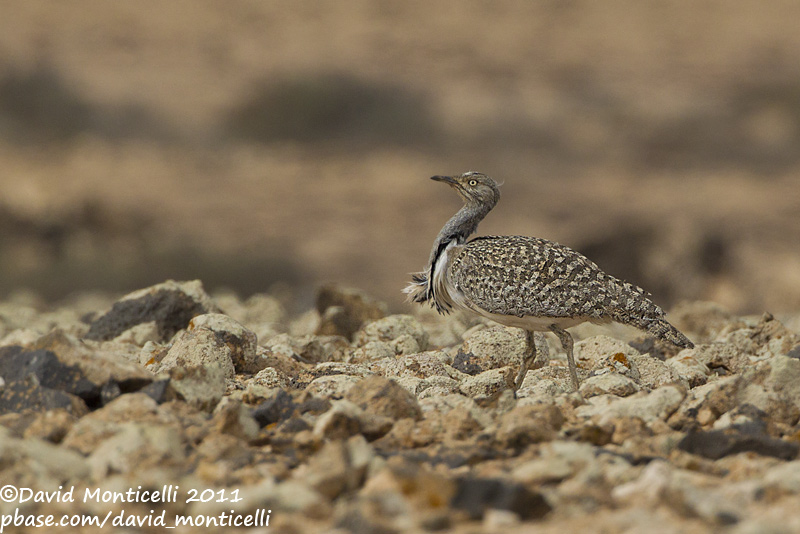 Houbara Bustard (Chlamydotis undulata)(ssp. fuertaventurae)_El Cotillo, Fuerteventura (Canary Is.)