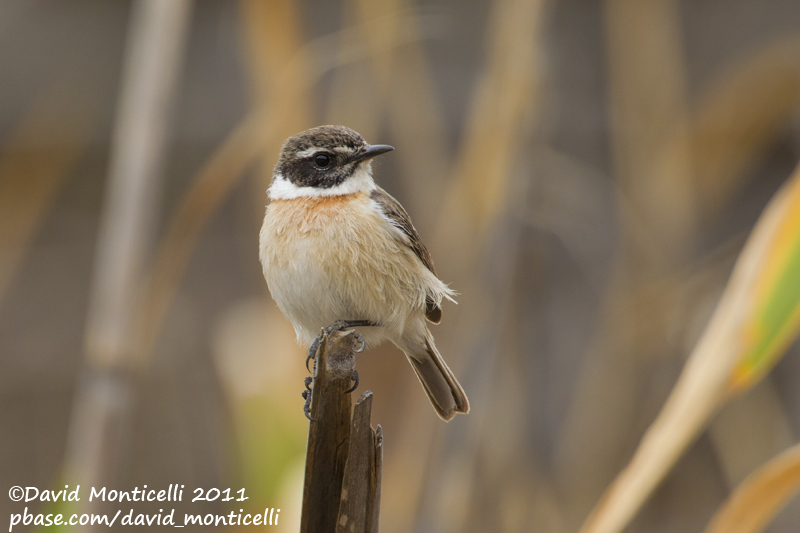 Fuerteventura Stonechat (Saxicola dacotiae)_Puerto del Rosario, Fuerteventura (Canary Is.)