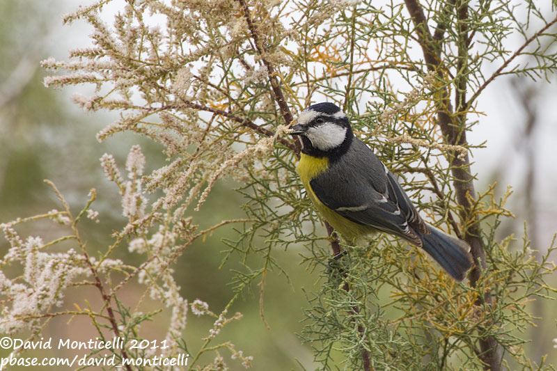African Blue Tit (Cyanistes teneriffae)(ssp. degener)_Betancuria, Fuerteventura (Canary Is.)