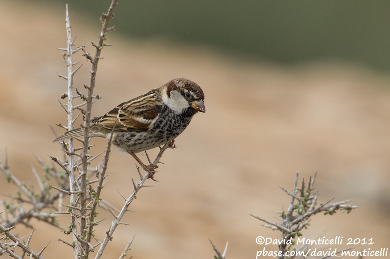 Spanish Sparrow (Passer hispaniolensis)(male)_Los Molinos, Fuerteventura (Canary Is.)