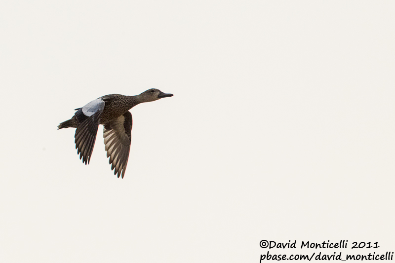 Blue-winged Teal (Anas discors)_Rosa de Catalina Garcia, Fuerteventura (Canary Is.)