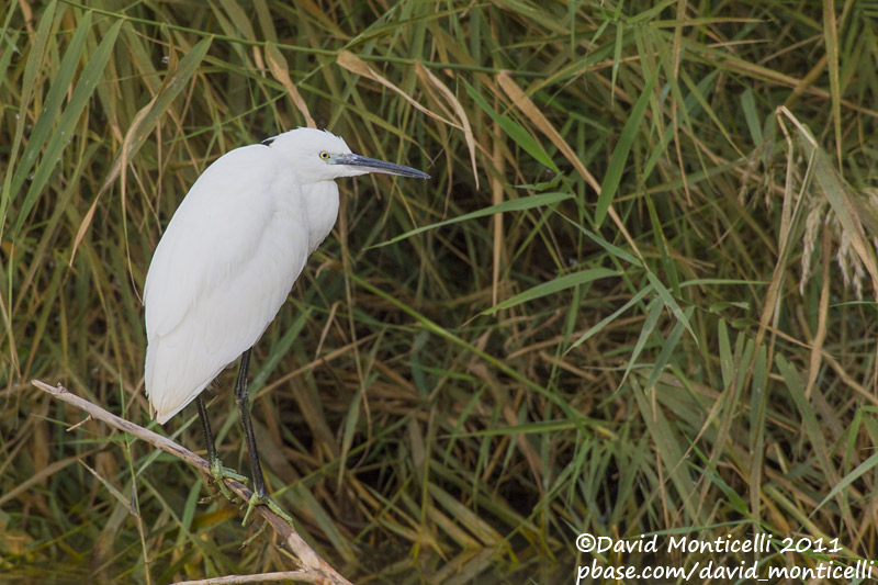 Little Egret (Egretta garzetta)_Rosa de Catalina Garcia, Fuerteventura (Canary Is.)