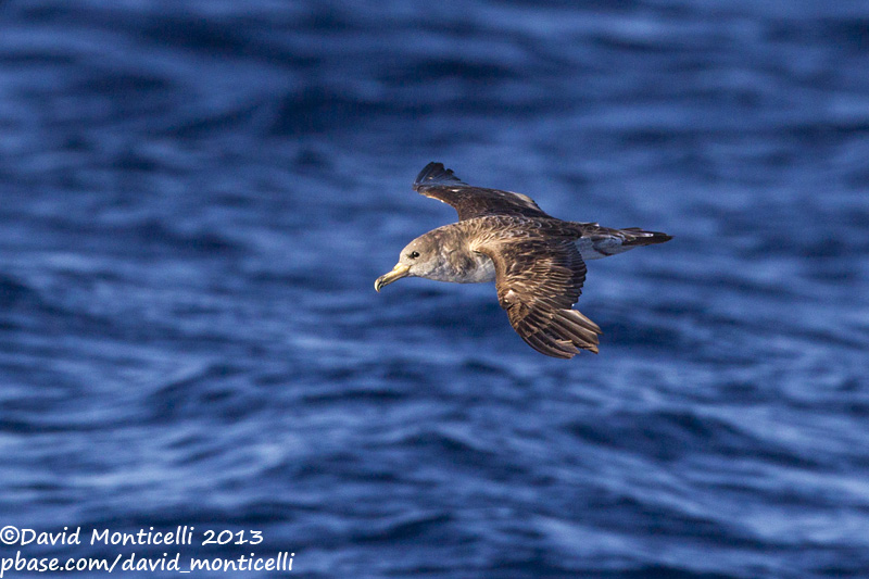 Corys Shearwater (Calonectris diomedea)(ssp. borealis)_Banco de la Concepcion, off Lanzarote (Canary Is.)