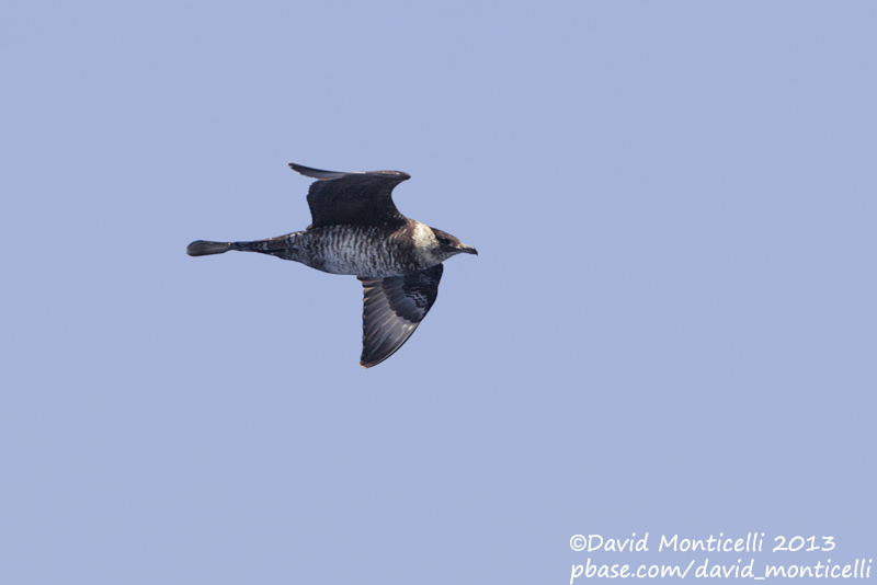 Pomarine Skua (Stercorarius pomarinus)(adult)_Banco de la Concepcion, off Lanzarote (Canary Is.)
