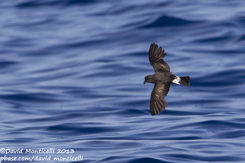 Madeiran Storm-petrel (Oceanodroma castro)_Banco de la Concepcion, off Lanzarote (Canary Is.)