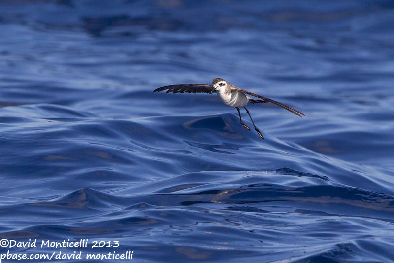 White-faced Storm-petrel (Pelagodroma marina)_Banco de la Concepcion, off Lanzarote (Canary Is.)