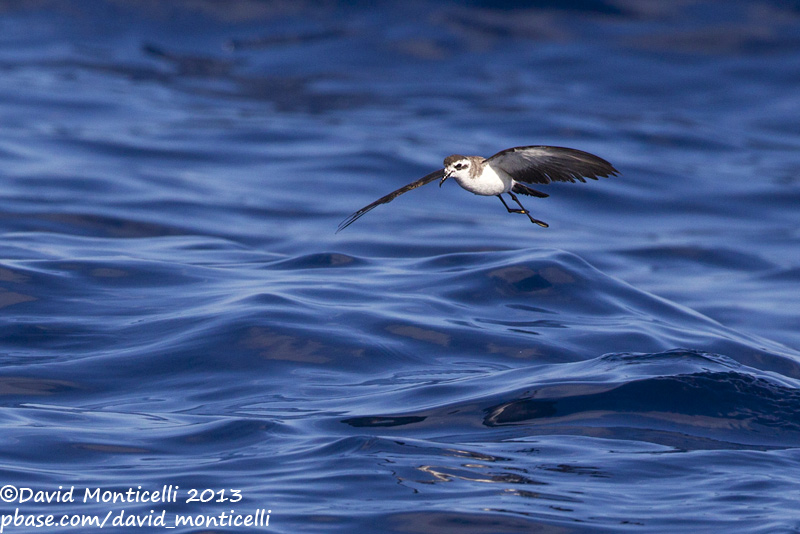 White-faced Storm-petrel (Pelagodroma marina)_Banco de la Concepcion, off Lanzarote (Canary Is.)