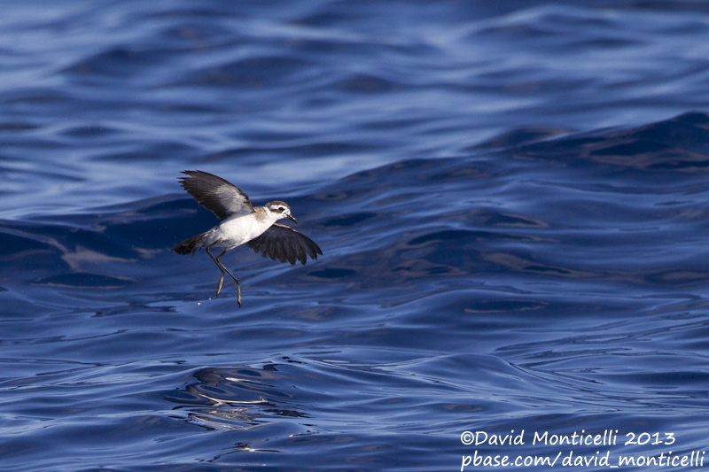 White-faced Storm-petrel (Pelagodroma marina)_Banco de la Concepcion, off Lanzarote (Canary Is.)