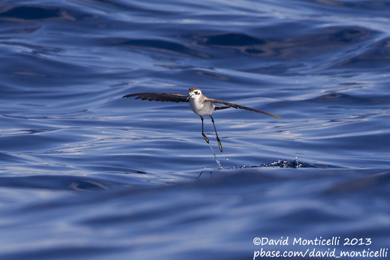 White-faced Storm-petrel (Pelagodroma marina)_Banco de la Concepcion, off Lanzarote (Canary Is.)
